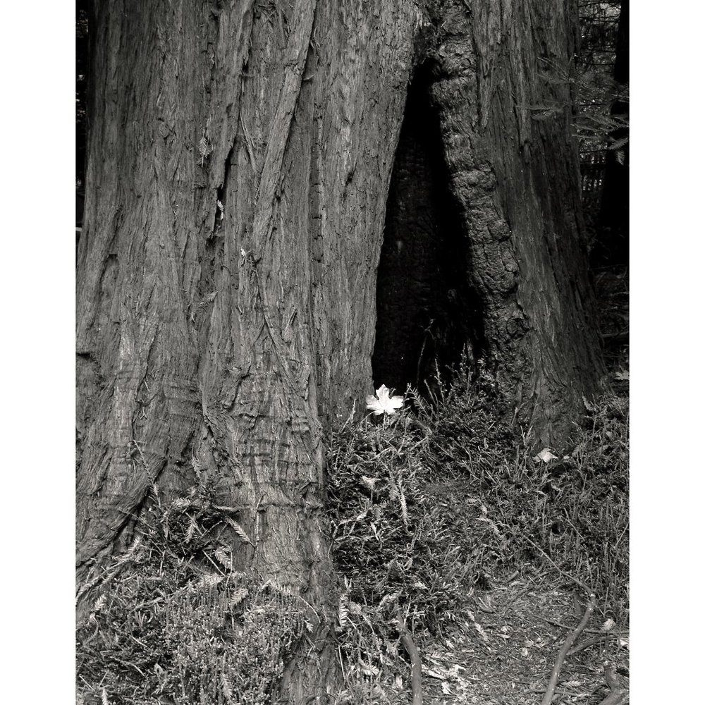 Tree and Leaf  11 x 14 print